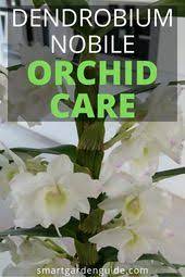How To Care For A Dendrobium Nobile Orchid Dendrobium Nobile Dendrobium Orchids Care Orchid Care