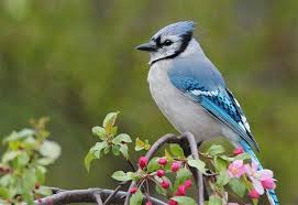 Birds That Look Like Blue Jays But Are Black Spring Blue Jay Sitting In Crabapple Tree Spring Birds Bird Photo Backyard Birds