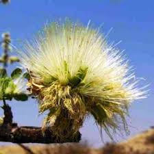 Image result for Albizia anthelmintica