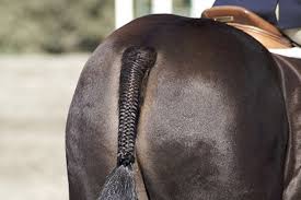 Making jewelry from horse hair can be a fun way to honor your horse. 30 Amazing Horse Tail Braids Ideas To Make Your Friends Jealous Tail And Fur