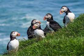 These animals are often thought to be ponies due to their size. Wildlife And Animals In Iceland Puffins And More I Am Reykjavik
