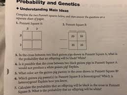 Each punnett square describes how variations of a gene (alleles) could be inherited if two find out why punnett squares are useful. Solved Bability And Genetics Understanding Main Ideas Com Chegg Com