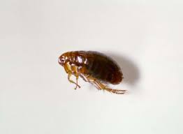 They may also need treatment for their skin if they have developed sores/irritation. Fleas 101 Information On Types Of Fleas Flea Control