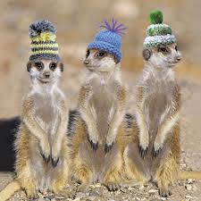 They Are So Cute I Want Some Cute Animals Funny Animal Pictures Meerkat