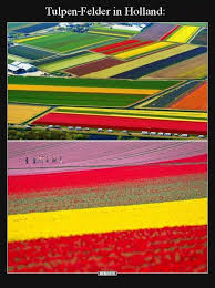 Jub holland levert graag een bijdrage aan een groene en kleurrijke omgeving. Tulpen Felder In Holland Lustige Bilder Spruche Witze Echt Lustig