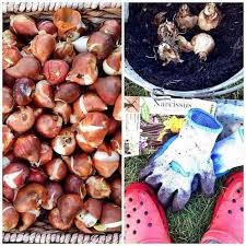 Visit our thanksgiving point location in lehi, ut! 6 Tips Planting Bulbs Late In Season Reluctant Entertainer
