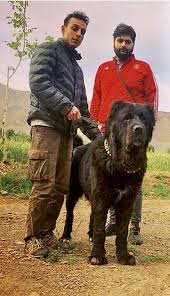 Old Mastiff Type Dog From Iran Canine Cane Corso Mastiff Dogs