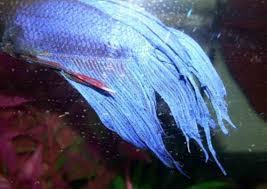 Betta Fish Fin Rot Complete Guide Aquatic Delights