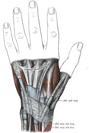 Anatomical Snuffbox Wikipedia Learn medicine the easy way. anatomical snuffbox wikipedia
