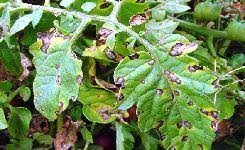 Image result for Septoria leaf spot of tomato