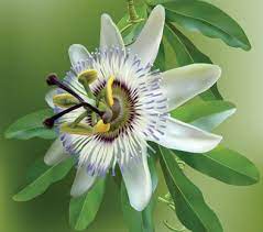 White Crown Passion Flower Planted Beside Walkway Raised Garden Passion Flower Passion Flower Plant Flower Names