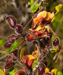 Image result for Erythrostemon