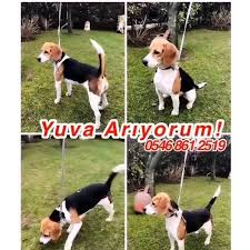 Guzel Beagle Cinsi Kizimiza Omurluk Yuva Sirius Petshop Pet Kuafor