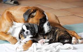 Stellen sie sicher, dass sie die obwohl sie groß sind, sind boxer keine „outdoor hunde. Rasse Des Monats Deutscher Boxer Vdh De