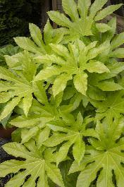 Image result for Alafia orientalis