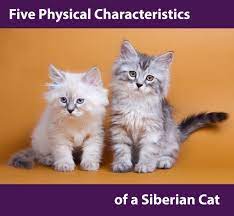 Five Physical Characteristics To Identify A Siberian Cat Siberian Cats