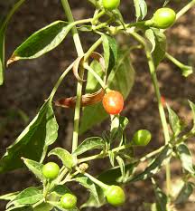 Chiltepin Wikipedia La Enciclopedia Libre