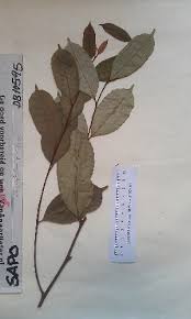 Image result for Chrysophyllum welwitschii