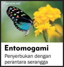 Tampilan contoh surat undangan setengah resmi kreatif. Kunci Jawaban Soal Osn Sd Mapel Ipa Gurune Net