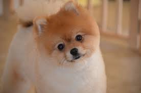 Pomeranian Boo Cinsi Kopekler Hakkinda Her Sey Pet Haber Gazetesi