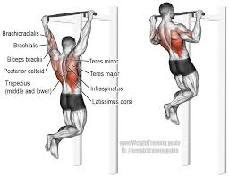 Pull-up exercise instructions and videos | Weight Training Guide