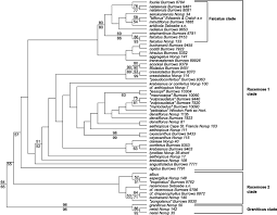 Image result for Asparagus minutiflorus