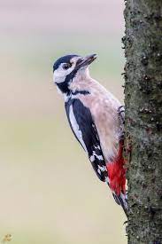 Sembra un picchio che dà la caccia a un verme. Photo4u It Il Forum Italiano Della Fotografia Picchio Rosso Maggiore