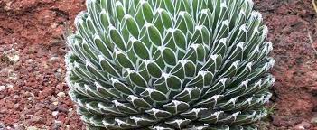 Victoria, princess royal, german empress edward vii princess alice, grand. Agave Species Queen Victoria Agave Queen Victoria Century Plant Maguey Agave Victoriae Reginae