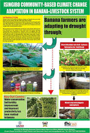 Isingiro Community Based Climate Change Adaptation In Banana Livestock System Climate Change Climates Ecosystems
