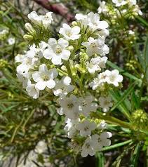 Image result for Eriosema angolense