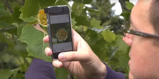 After identifying plants, you will have information about its taxonomy and a complete description about the plant, orchid, indoor plant, ornamental plant, exotic flower and more. Free Phone App Identifies Plants From Just A Picture