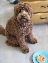 We are a small, family run, pure australian being very easy to train and enjoy learning new things australian labradoodles make an excellent. Am I The Only One Tripping Over My Dog