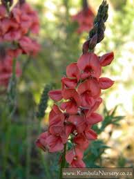 Image result for Indigofera roseo-caerulea