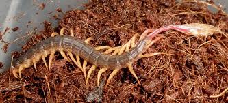 Black And Yellow Striped Millipede Alipes Grandidieri Western Ghats Animals Centipede