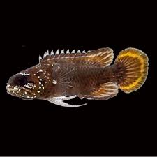 Image result for Ranalisma