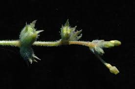 Image result for Kohautia