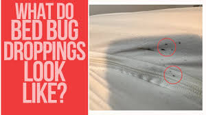 Image result for bed bugs droppings