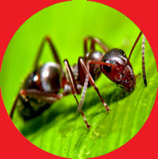 Maybe you would like to learn more about one of these? Sellersville Pest Control Capasso Pest Services Sellersville Pa Pest Control Home Page
