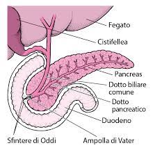 Scopri la diagnosi e la dieta da seguire. Acute Pancreatitis Symptoms Treatment Causes Disturbi Digestivi Manuale Msd Versione Per I Pazienti