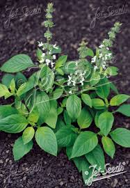 Image result for Ocimum angustifolium