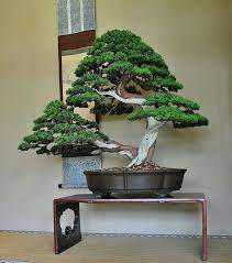 Truc Hoanh Bonsai Tree Indoor Bonsai Tree Bonsai Tree Price