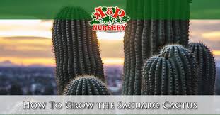 How To Grow The Saguaro Cactus A P Nursery