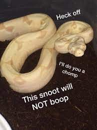 Heck Off I Ll Do You A Chomp This Snoot Will Not Boop Cute Reptiles Funny Animal Memes Cute Snake