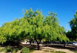 Image result for Prosopis glandulosa