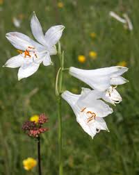 Image result for Anthericaceae