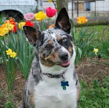Koolie Breed Information Characteristics Heath Problems Dogzone Com They are happiest when they have a job to do, whether that job be herding, obedience, agility, or any of the. koolie breed information