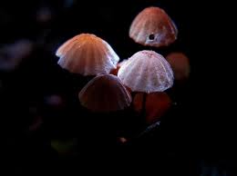 Image result for Marasmius siccus