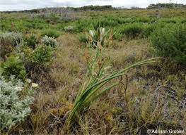 Image result for Albuca nigritana