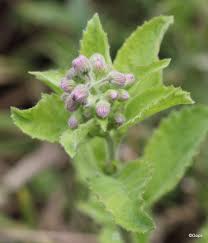 Image result for Blumea axillaris