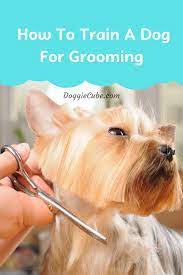 Puppy Grooming Tips How To Train A Dog For Grooming Doggie Cube Puppy Grooming Dog Grooming Tips Pet Grooming